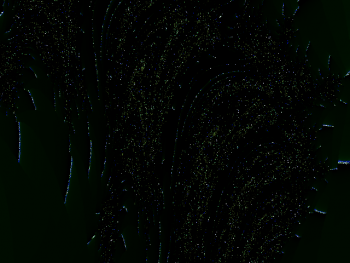 ImageBam image upload